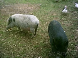 Chovná skupina Göttingenských prasat